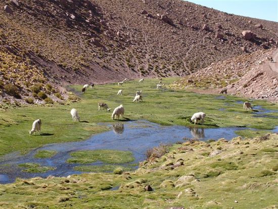 Grasende Lamas