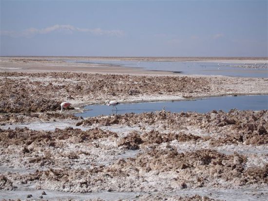 Salar de Atacama mit Flamingos