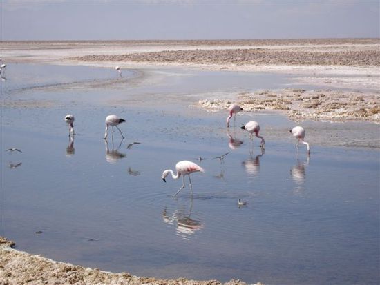 Laguna de Chaxa