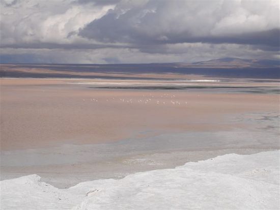 Laguna Colorada. Das Wasser ist vor lauter pink gefärbter Schalentiere. Diese Schalentiere geben dem Flamingo dann auch seine pinkige Farbe.