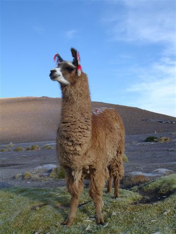 Die Morgensonne macht auch die Lamas stolz