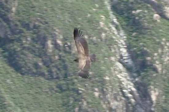 Ein junger Kondor folgt seinem Vater und gleitet auch schon wie ein grosser...