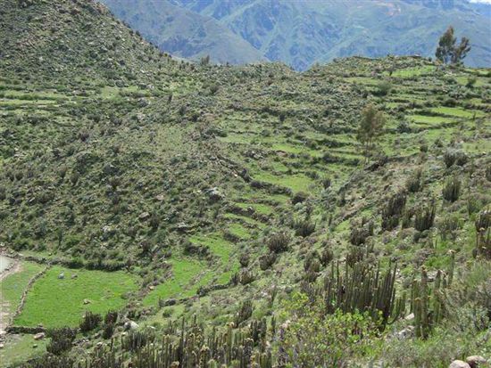 Unzählige, saftig grüne Inkaterrassen zwischen Colca Canyon und Chivay