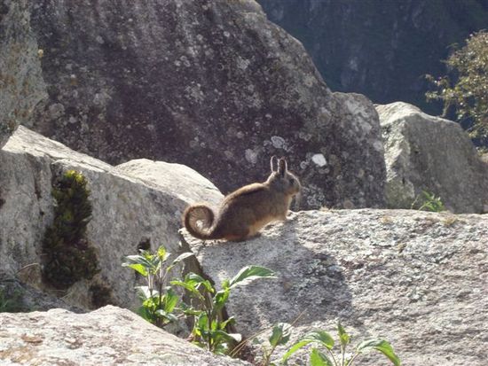 Vizcacha
