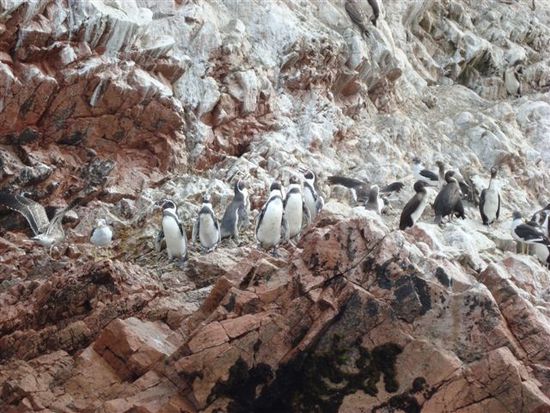 Die kleinen Männer im Frack begrüssen uns auf den Islas Ballestas. Die Humboldt-Pinguine werden 45-60cm gross.