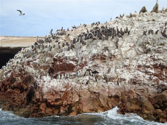 Die Pinguine auf der unteren Etage, diverse Vogelarten darüber.