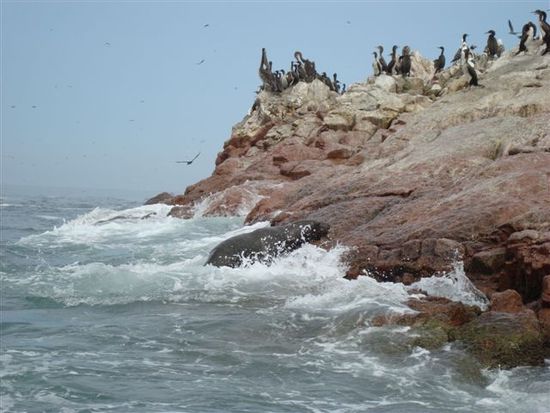 Ein Seelöwe auf dem Weg aus dem Meer.
