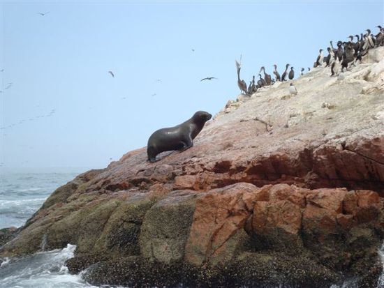 Die Welle hat ihn auf den Felsen geschwemmt und unser Boot kräftig ins Schaukeln gebracht.