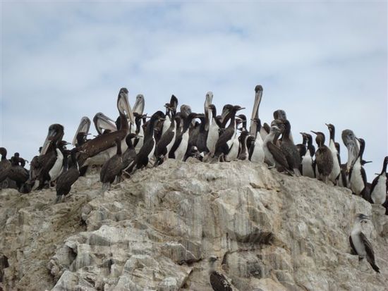 Gedränge auf dem Felsen: Möven, Pelikane, etc.