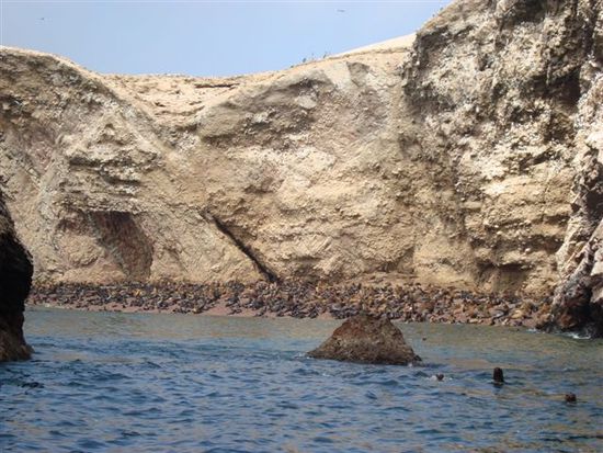 Playa de Maternidad - Mutterschaftsstrand. Hier werden die jungen Seelöwen geboren und die ersten Monate grossgezogen. Ein Weibchen bekommt ein Junges pro Jahr; ein Männchen hat 15 Weibchen.