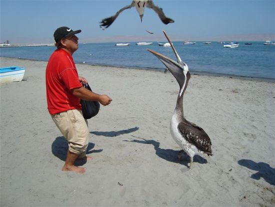 Felix links will mir zeigen, wie er Jorge rechts kleine Fische zuwerfen kann, und wie Jorge diese in der Luft fängt. Doch wie so oft macht ihm der Vorführeffekt, respektive eine schlaue Seemöve, einen Strich durch die Rechnung