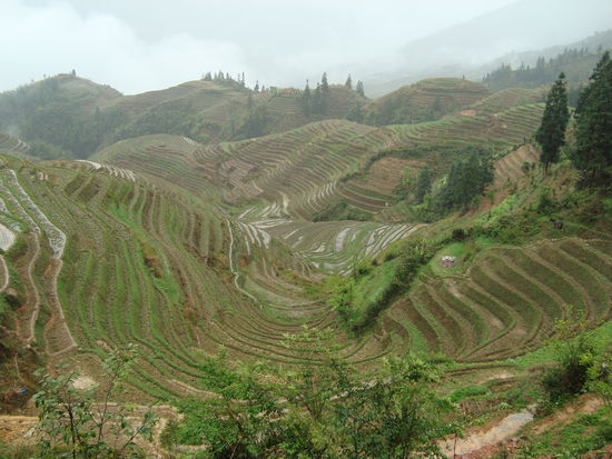 Der Nebel lichtet sich, endlose Reisterrassen sind zu sehen.