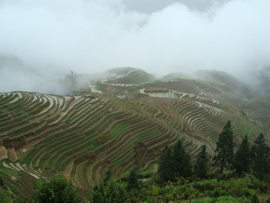 Die Drachenknochen-Reisterrassen im Nebel