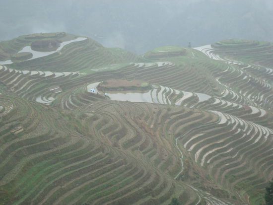 Die Felder schimmern im Regen