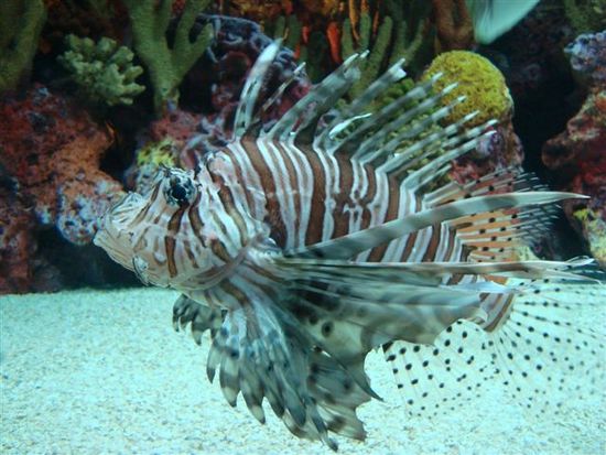 Netter Kollege aus dem Shanghai Aquarium