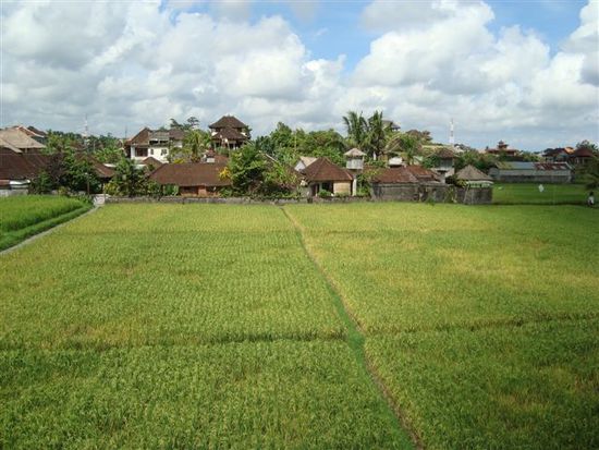 Blick von unserem Hotel in Ubud auf die Reisfelder.