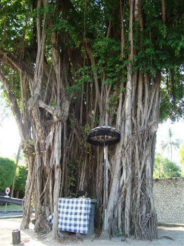 Tempel-Baum