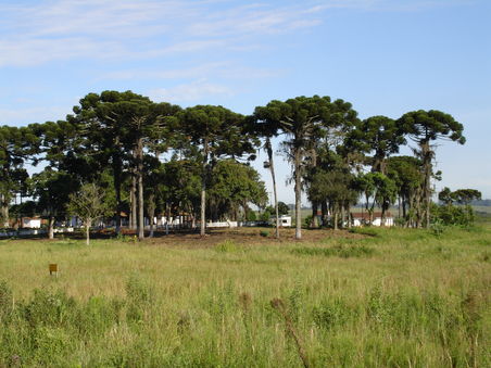 Selva nach Curitiba