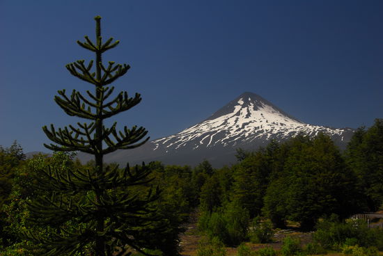 Araukarien, Vulkane - sie sieht's hier aus