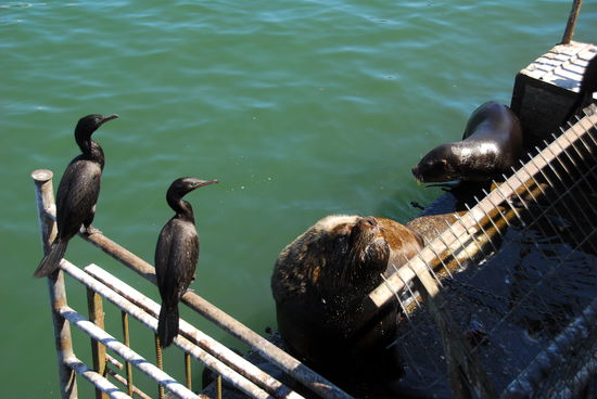 Kormorane und Seeloewen warten auf ihren Anteil vom Markt in Valdivia