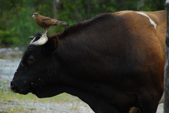 Auf dem Weg in den NP Alerce Andino: Ein kleiner Greifvogel pickt dem maechtigen Bullen die laestigen, riesigen Fliegen vom Fell. So einen Begleiter haette ich auch gut gebrauchen koennen!!! So musste ich die Biester im Minutentakt selbst erschlagen...