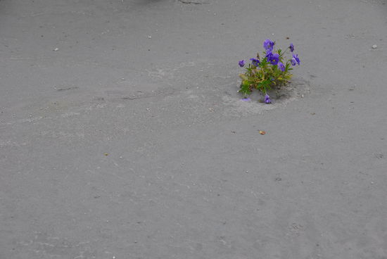 ...und auch die ersten Blueten strahlen aus der Schlammwueste.