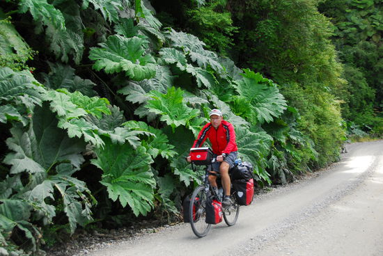 Farne, Fuchsien und riesiege Rharbarbergewaechse saeumen die Strasse ueber hunderte Kilometer