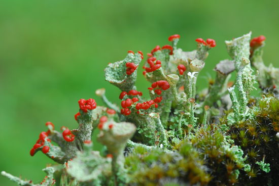 Man sollte Gegenden, in denen die Flechten so ueppig gedeihen eigentlich meiden: viel zu viel Regen! Aber bisher hatte ich Glueck, meistens hat es nur nachts geregnet.