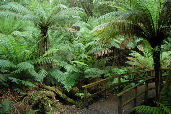 Aber nicht nur die Kueste lockt. Hier ist es der Maits Rest Rainforest Boardwalk, der zu einem Spaziergang durch maechtige Baumfarne und noch beeindruckendere Eukalyptus-Riesen lockt.