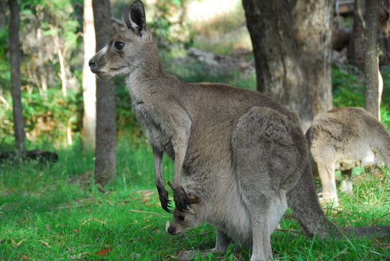 Geduldige Motive - Mutter mit Kind - das Junge ist schon so gross, dass es nicht mehr richtig in den Beutel passt. Wenigstens die Hinterlauefe bleiben immer aussen vor. Das Kleine ist allerdings auch schon recht selbstaendig und rast in weiten Spruengen uebermuetig durch die Gegend.