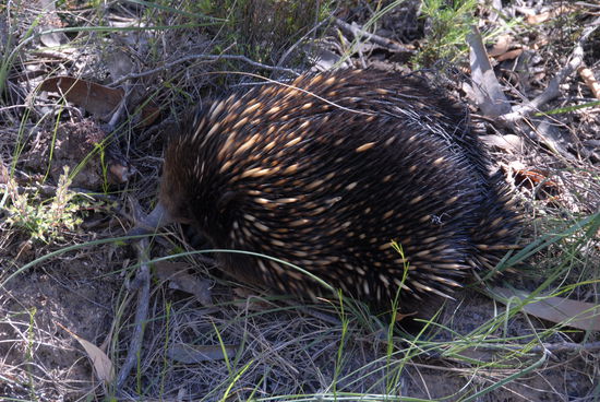 Ein Schnabeligel am Strassenrand - diese seltsamen und sehr schreckhaften Tiere legen Eier und sauegen ihre Jungen. Wenn sie mich bemerkten, fingen sie sofort an, sich einzugraben.