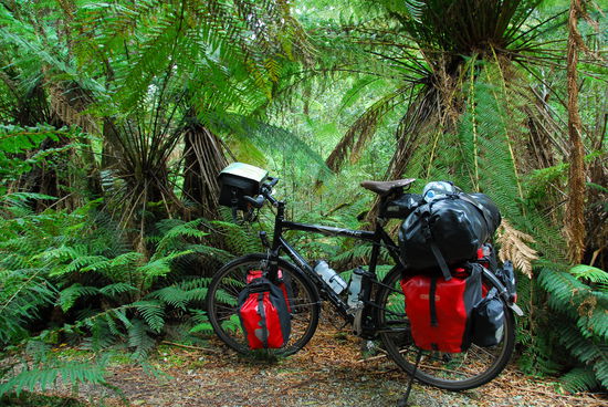 Riesige Baumfarne in den Regenwaeldern Westtasmaniens