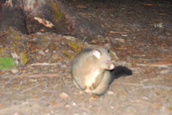 Schlechtes Fahndungsfoto nach einem versuchten Mundraub - ein Opossum auf der "Flucht"