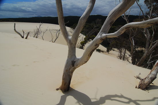 Die Henty Dunes fressen sich langsam immer weiter in den Wald hinhein. Der Ozean ist mehr als einen Kilometer weit entfernt.