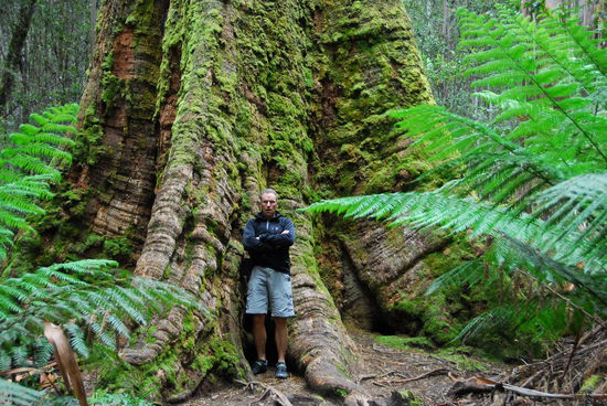 Tall Tree Walk im Mount Field National Park - da kommt man  sich ziemlich klein vor!
