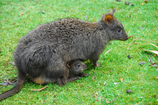 Und hier noch einmal ganz klein, dafuer aber gleich im Doppelpack