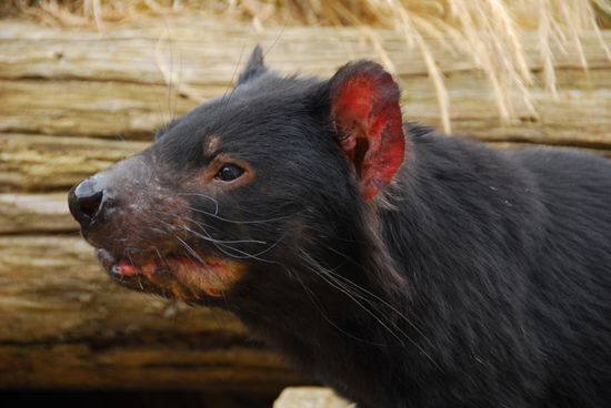 Der Tasman Devil - noch ganz friedlich, aber wehe es gibt etwas zu fressen!