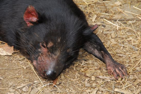 Auch Teufel muessen mal schlafen.