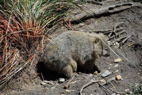 Und noch einmal eine Begegung mit der einzigartig-andersartigen Tierwelt dieses Kontinents: Einer der wenigen lebenden Wombats (auch die sind vorwiegend nachtaktiv), die mir ueber den Weg gelaufen sind. Mit bis zu 35 kg Gewicht sehen sie irgendwie aus wie mutierte Meerschweinchen!