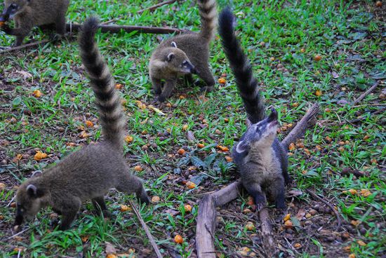 Fuettern verboten - ist aber auch wirklich nicht noetig. Diese possierlichen Kerle sind frech genug und steigen auf die Tische und stehlen bevorzugt die Zuckertuetchen zum Kaffee - aber auch sein Essen sollte man gut verteidigen...