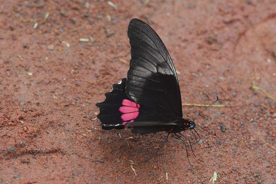 Schmetterlinge - ueberall Schmetterlinge