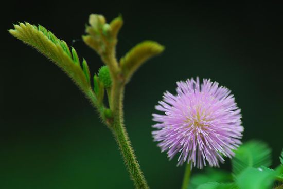 Die Farben- und Formenvielfalt der Tropen kennt kaum Grenzen!