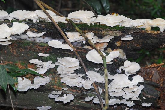 Pilze suchen im Dschungel - wo Holz verfault, sind sie zum Stelle - und auch sie in einer unueberschaubaren Formenvielfalt