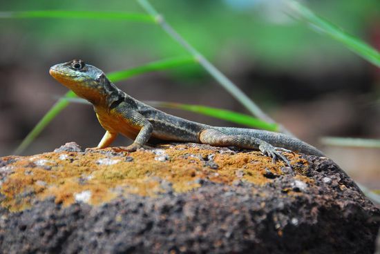 Nicht nur Weltkulturerbe der UNESCO, sondern auch Biotop fuer zahlreiche Echsen...