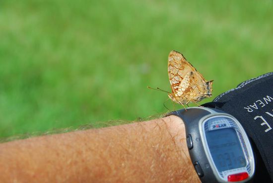Fahrrad fahren ist bei diesen Temperaturen eine Schweiss treibende Geschichte - und das wissen auch die Schmetterlinge, die mich bei einer Pause besetzen, um sich mit Mineralien zu versorgen