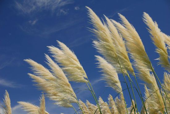 Uruguay bietet dem Auge auf der Strecke parallel zum Rio Uruguay nicht viel Abwechselung. So ist es immerhin angenehm, dass der Wind mich ueberwiegend sanft in Richtung Buenos Aires schiebt.