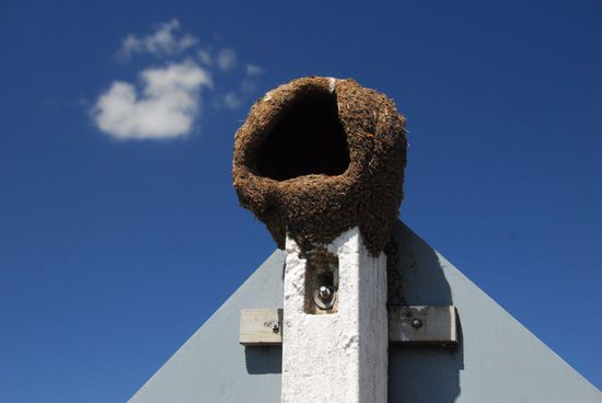 Der schwache Strassenverkehr stoert nicht - auch nicht die Toepfervoegel, die auf Strommasten und auch schon mal auf einem Verkehrszeichen ihre Nester bauen.