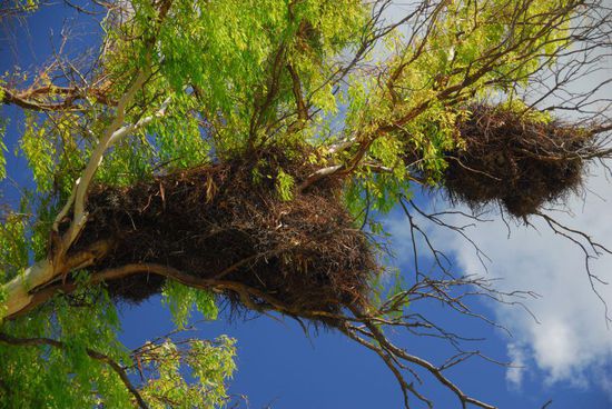 Nicht weniger kunstvoll, aber wesentlich groesser sind die Mehrfamilienhaeuser der Papageien in den Eukalyptusbaeumen an der Strecke (oben rechts ist auch jemand zu Hause). Nur ruhig geht es bei ihnen nicht zu, eine Kraehenkolonie ist dagegen ein Hort der Ruhe.