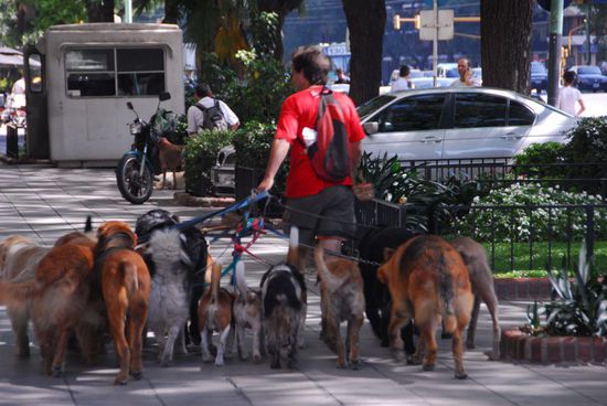Wer etwas auf sich haelt, haelt sich einen Hund - und laesst ihn von einem Profi Gassi fuehren. Ein alltaegliches Bild, wenn man in den Wohngebieten der wohlhabenderen Teile der Bevoelkerung Buenos Aires unterwegs ist.
