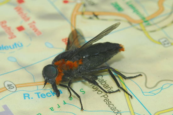 Ein grosses Land mit grossen laestigen Fliegen: die Coliguachos
